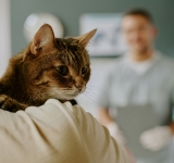 Gatto anziano: prevenzione, controlli e malattie più comuni